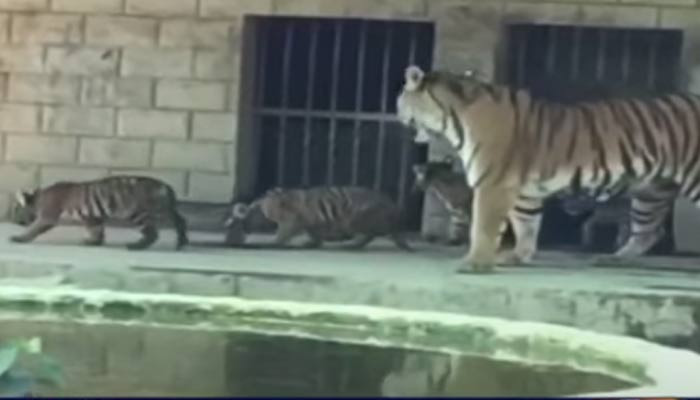 Bahawalpur Zoo management brought the new born tiger cubs to the public on Eid