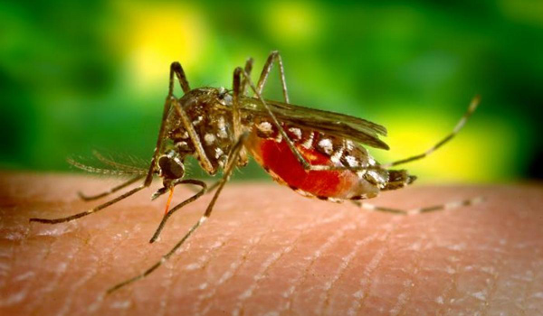 Confirmation of more than 6 lakh deaths from malaria in the year 2021