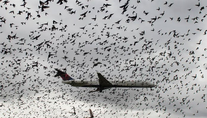 Decision to install Bird Repellent System at Karachi, Islamabad, Lahore Airports