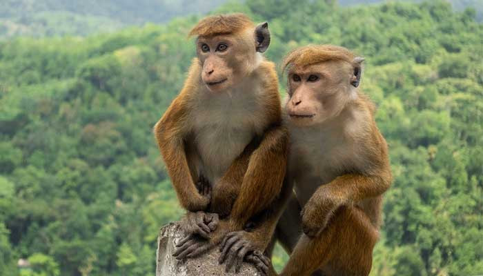 Export of 100,000 monkeys from Sri Lanka unknown, Chinese Embassy