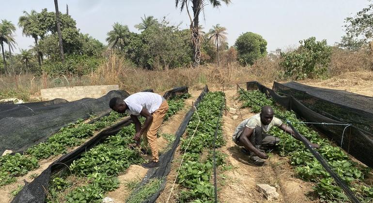 First Person: Passion to feed a healthier Gambia