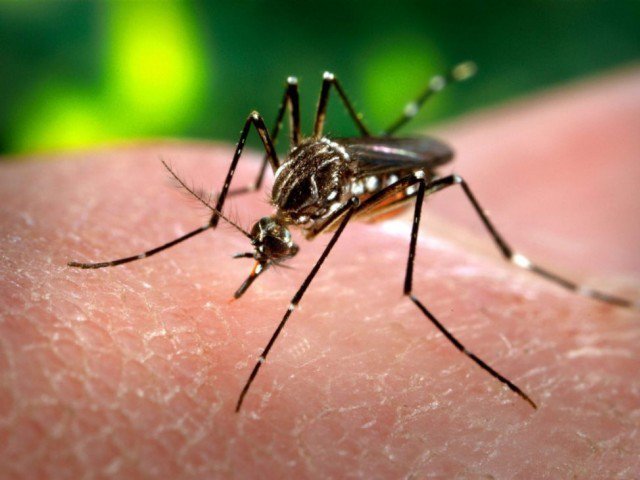 First evidence of climate change and increase in mosquito-borne diseases discovered in France