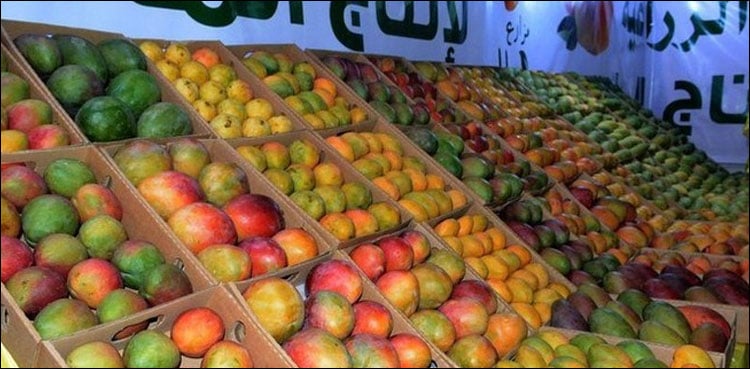 Important news about mango production in Saudi Arabia