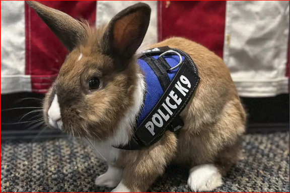 In America, the rabbit joined the police force