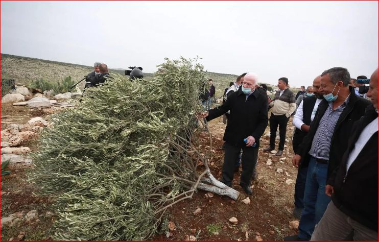 Major attack on Palestinian economy, 28,000 olive trees uprooted