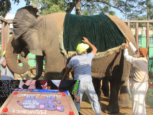 Questions were also raised about Madhu Bala's health in Karachi Zoo