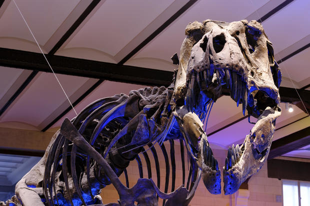 Skeleton of bloodthirsty dinosaur sold for 5.3 million dollars