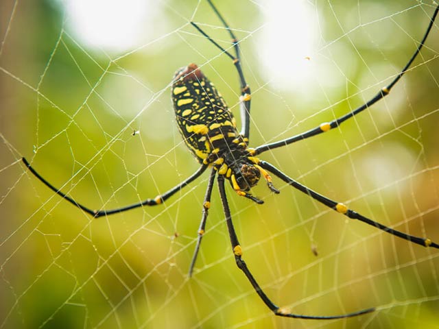 Spider webs and silk threads can repair nerves