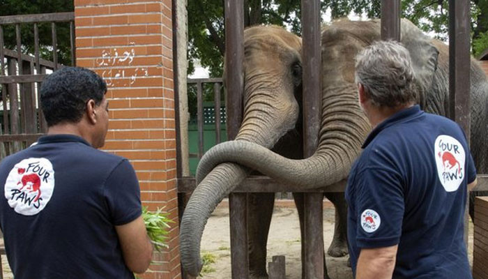 The Four Paws team obtained blood samples from various animals at the zoo