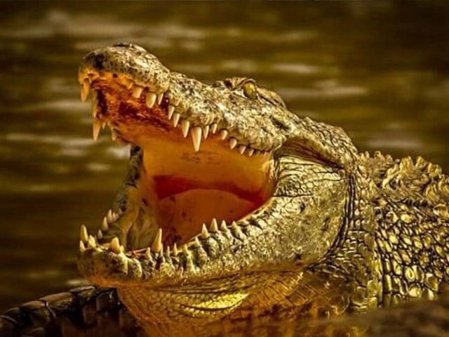 The body of a 2-year-old missing child was found in the mouth of a crocodile in America