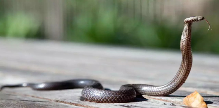 The husband took the snake that bit his wife to the hospital