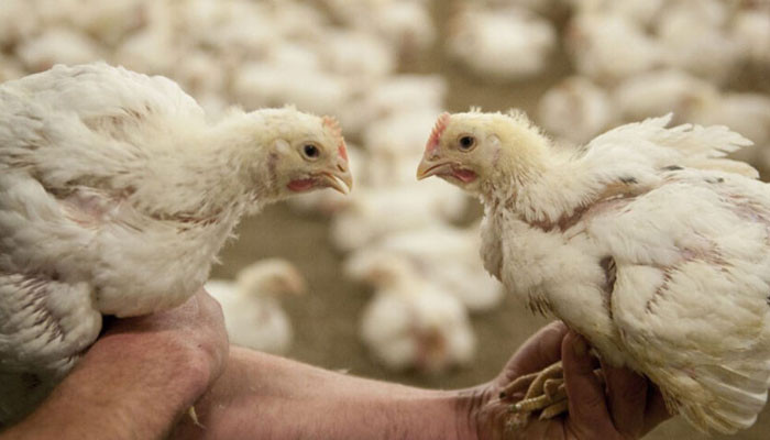 The man who killed 1100 chickens in China was sentenced to 6 months in prison