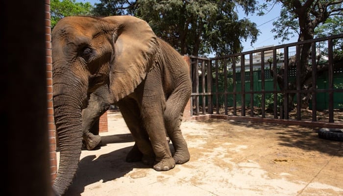 The zoo's elephant Noor Jahan's condition remains critical