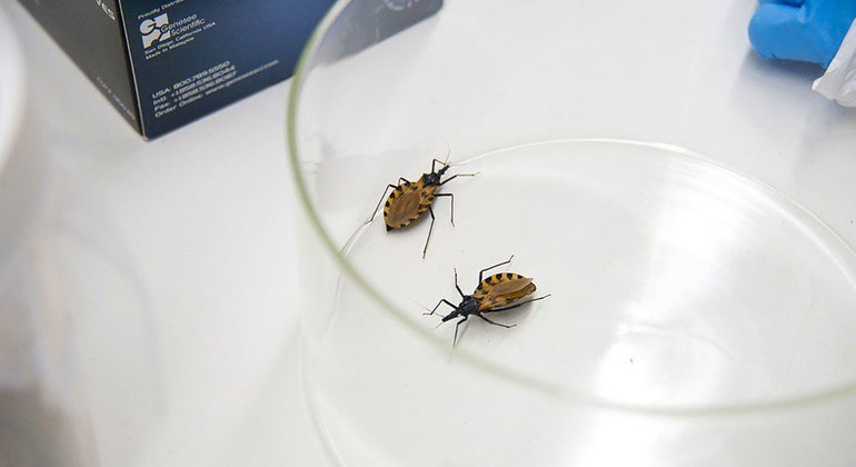 World Chagas Day calls for primary health care to track ‘silent’ disease