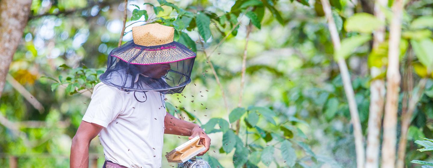 A beekeeper in Madagascar tends to his beehive using techniques learned through climate adaptation training.