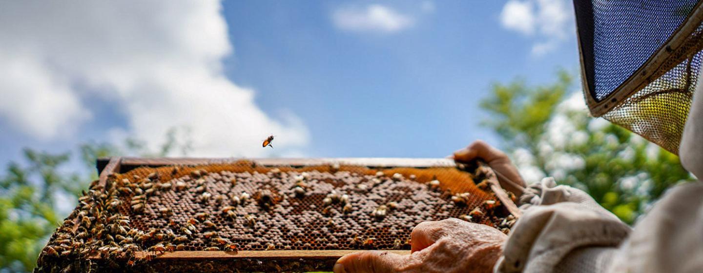 The National University of Costa Rica estimates that 65 per cent of the plants on the planet require pollinators, and of these, the most important are bees.