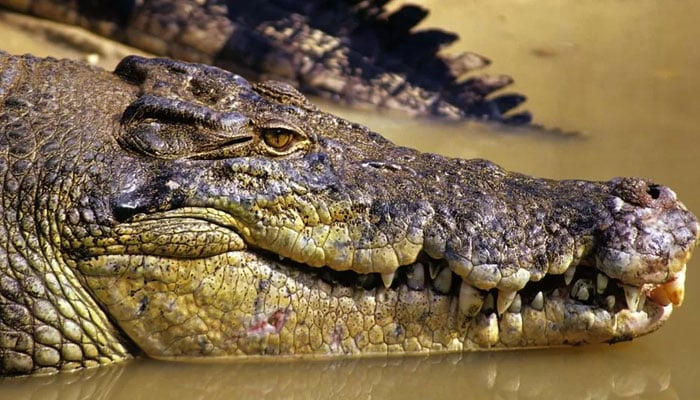 The body of a missing fisherman in Australia was found in the stomach of a crocodile File photo