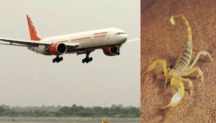 A woman was bitten by a scorpion in an Indian passenger plane File photo