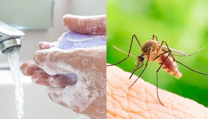 Do we attract mosquitoes to ourselves? File photo