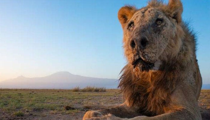 The world's oldest wild male tiger became a victim of a shepherd File photo