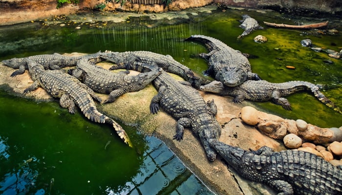 In Cambodia, a man became a victim of 40 crocodiles File photo