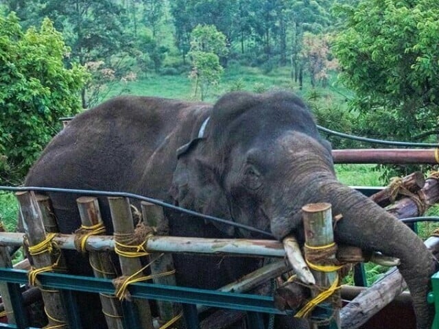 In India, the elephant that killed 6 people for its favorite food was captured — Photo: AFP