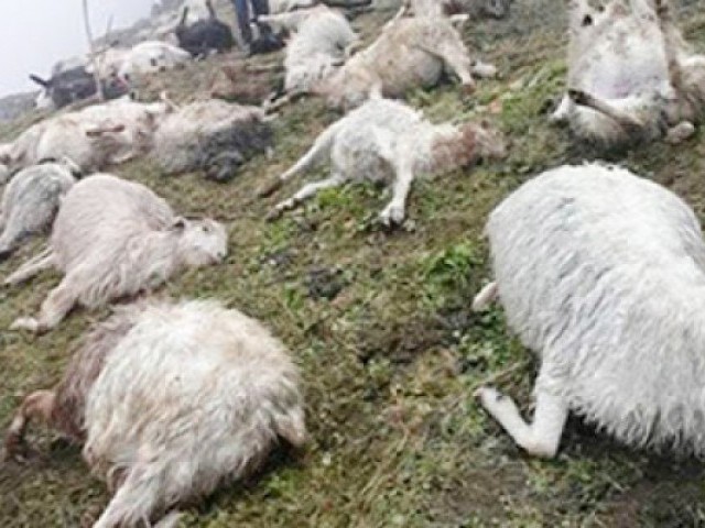 Colorcoat; More than 60 sheep died after grazing on a field of toxic wheat Veterinarian Dr. Farooq said that it has become difficult for the remaining sheep affected by poisoning to escape because the poison has shown its effect. Photo: File