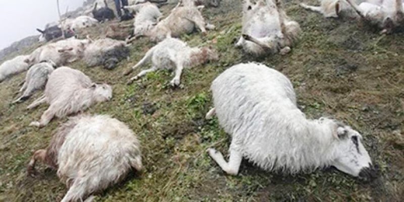 Colorcoat;  More than 60 sheep died after grazing on a field of toxic wheat