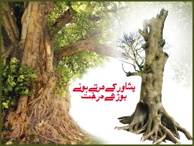 "It was struck that the tree was old";  Peshawar's dying old trees