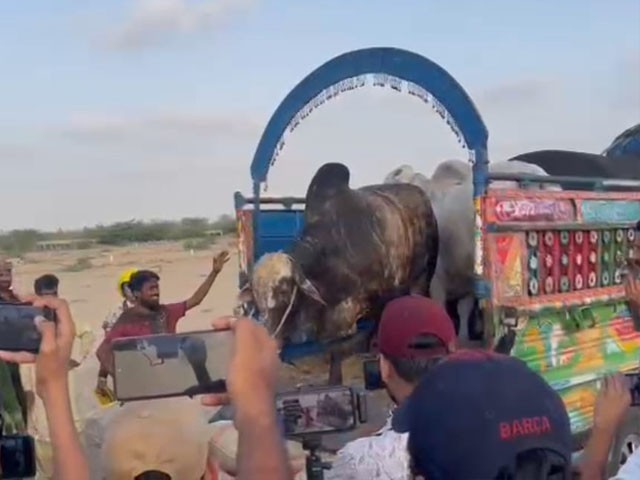 Eid al-Adha; Establishment of cattle market on 700 hectares area for sacrificial animals Even before the establishment of the cattle market, the trader brought a truck full of sacrificial animals—Photo: Express News