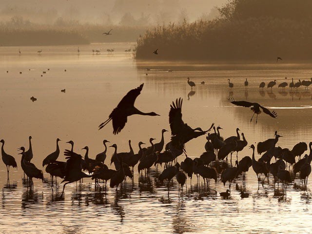 A significant decrease in the number of guest birds coming to Pakistan from Siberia has been recorded