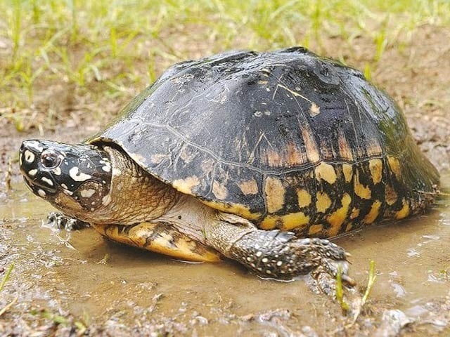 A freshwater turtle found in Sindh.  Photo: The Express Tribune 