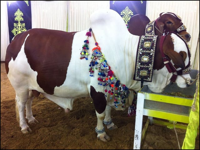 Sacrificial animals start arriving at the Northern Bypass Cattle Market