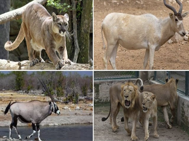 Lahore Zoo's decision to take rare animals from private farms instead of surplus lions