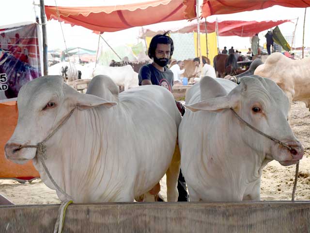 Ban on setting up cattle markets in Karachi except at designated places