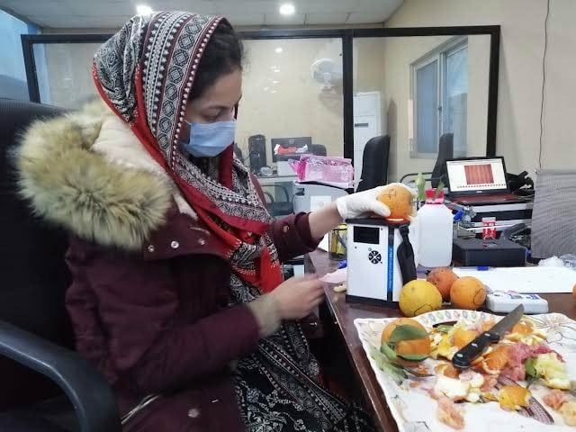 Experts from the National University of Science and Technology have developed a successful AI model to detect the sweetness of local oranges and citrus fruits without opening them.  Photo: Courtesy of National University of Science and Technology 