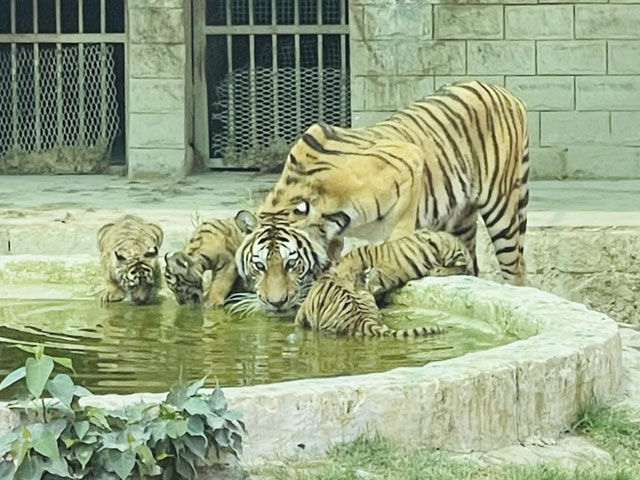 Bahawalpur, The claim of Bengal tiger breeding through hormonal therapy has become controversial