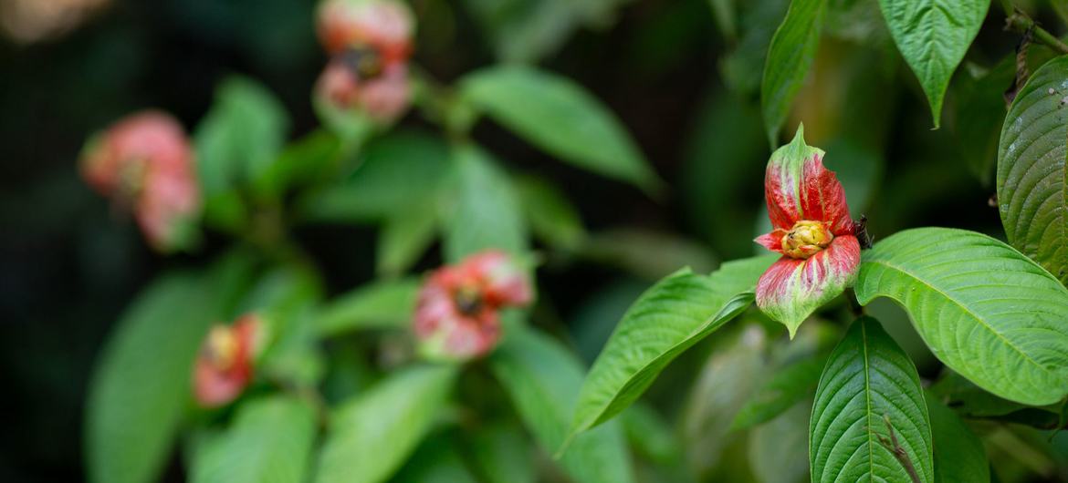 A plant in the Amazon rainforest.