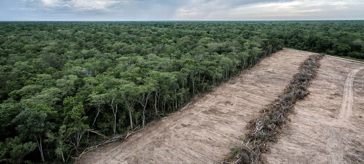 One of the main causes of deforestation in Bolivia is the expansion of mechanized agriculture.