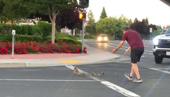 A citizen dies while letting a duck and her babies cross the road