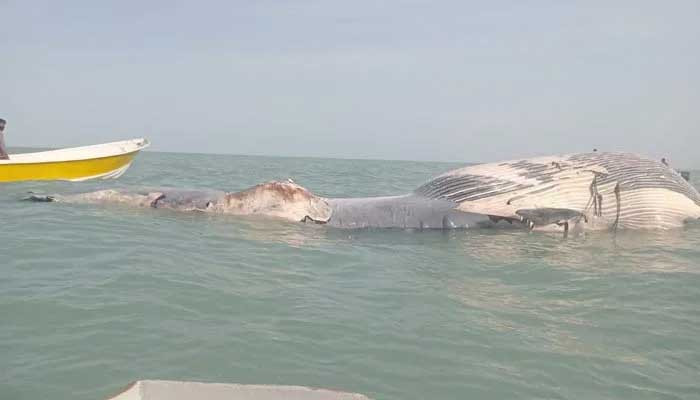 A dead blue whale was found washed ashore in Giovanni area