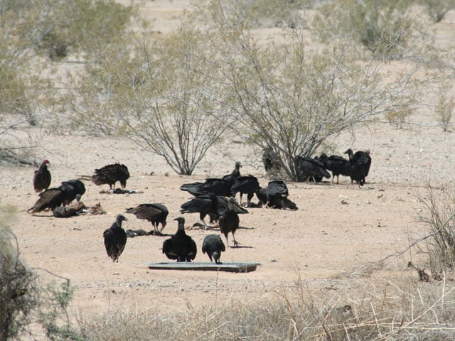 A large number of endangered donkeys were seen in South Punjab