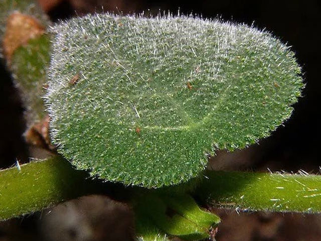 A method for making painkillers from thistle venom has been developed