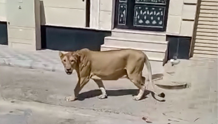 A tiger roaming the streets of Riyadh was captured