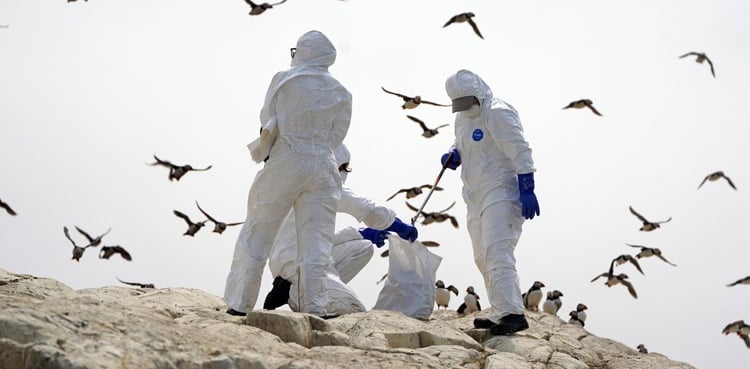 After the #bird flu corona, Britain is facing a new epidemic