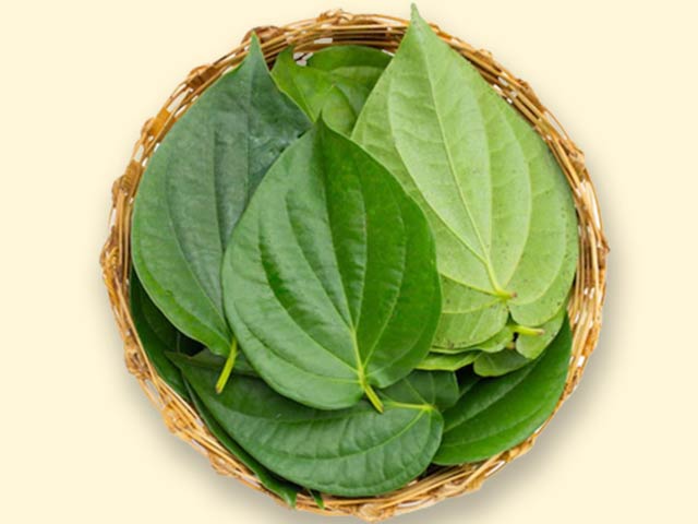 Betel leaf is useful in mental stress and diabetes