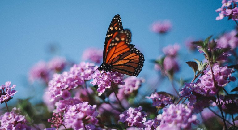 Biodiversity Day: Protecting humanity’s ‘life-support system’