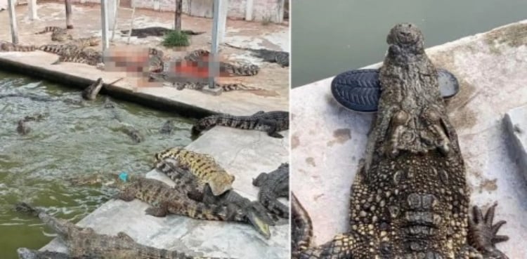 Bloodthirsty crocodiles kill their own owner