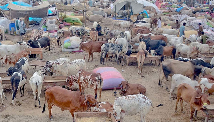 Changing the location of the cattle market, increasing the difficulties of the police and the administration