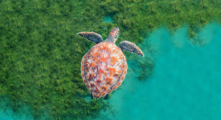 Countries must forge ‘Global Blue Deal’ to protect the ocean: UNCTAD